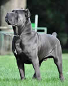 DDDawgs Smooch Pedigree Great Grandfather